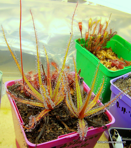 med_angle_Drosera_regia_post.JPG