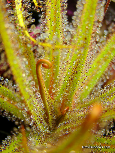 unfurl_Drosera_regia_angle_post.JPG