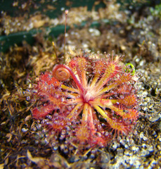 Drosera roraimae (Cerro Adua, Venezuela) , a South American sundew seedling