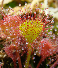 Drosera rotundifolia 'Charles Darwin' spoonleaf sundew hybrid