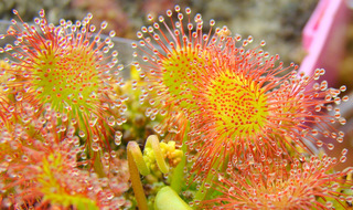 Drosera rotundifolia 'Charles Darwin' in high resolution