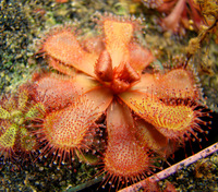 Drosera slackii hi resolution