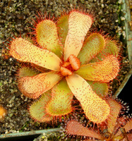 Drosera slackii heat stress