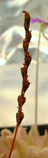 Drosera sp. "Lantau Island Hybrid" flower stalk dried / ripe