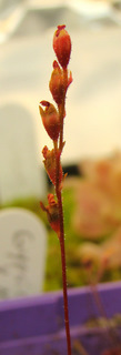 Drosera sp. "Lantau Island Hybrid" flower stalk ripening / drying