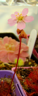 Drosera sp. "Lantau Island Hybrid" flower opening