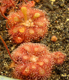 Drosera sp. "South Africa"