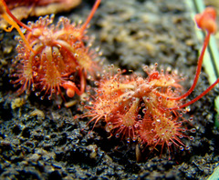 Drosera spatulata var. bakoensis in High Resolution