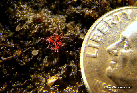 seedling_red_Drosera_spatulata_var_bakoensis_5-9-2010_post.JPG