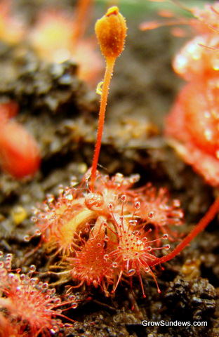 single_Drosera_spatulata_var_bakoensis_post.JPG