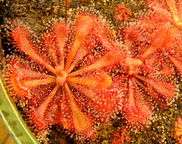 Drosera spatulata 'Tamlin'