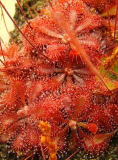 Drosera spatulata (Fraser Island)