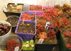 sundews growing with the tray method