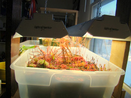 lighting for Drosera