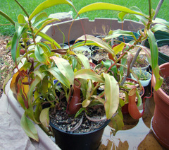 Nepenthes ventrata outdoors using the tray method