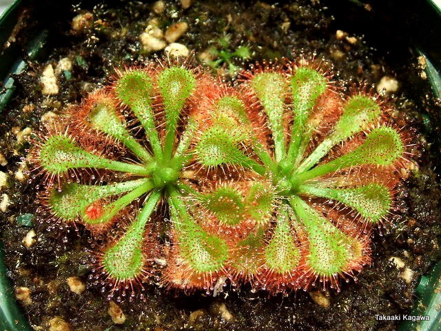 Drosera Tokaiensis flower bloom -