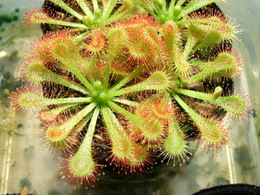 Drosera tokaiensis (Mitoyo)