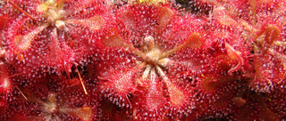 Drosera tokaiensis with red coloration