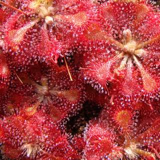 Drosera tokaiensis with red coloration