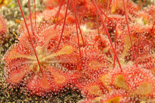 Drosera tokaiensis with red coloration