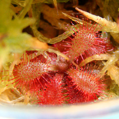 Drosera montana var tomentosa South American sundew