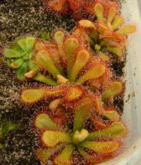 Drosera venusta 6 months old Elegant Sundew