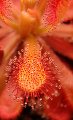 Drosera_venusta_Coccicaulis_leaf_thumb