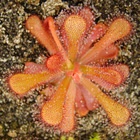 Drosera venusta coccicaulis- The elegant sundew growing orange red leaves. Overhead photo