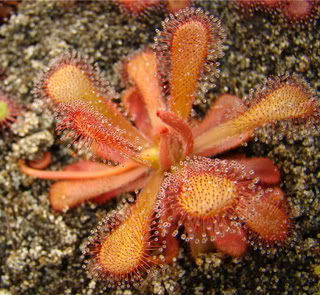 Drosera venusta "coccicaulis" Elegant Sundew