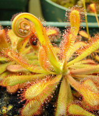 Drosera venusta coccicaulis Elegant Sundew abnormal flower stalk large leaf deformation