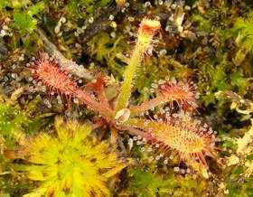 Drosera villosa seedling South American sundew