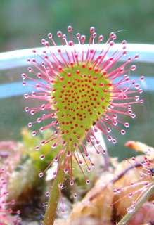 A leaf of Drosera x obovata 'Ivan's Paddle'