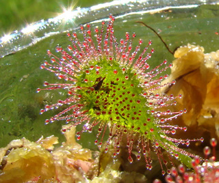 A glistening leaf of Drosera x obovata 'Ivan's Paddle'