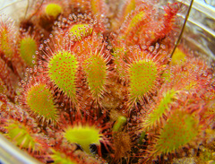 Drosera 'Ivan's Paddle' in high resolution!