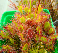 Drosera 'Ivan's Paddle'