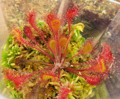 Drosera'Ivan's Paddle', dividing