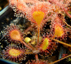 Drosera 'Ivan's Paddle'