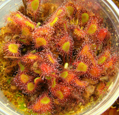 Drosera 'Ivan's Paddle' overhead