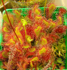 Drosera 'Ivan's Paddle'