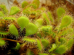 Drosera 'Ivan's Paddle' resembling Drosera rotundifolia