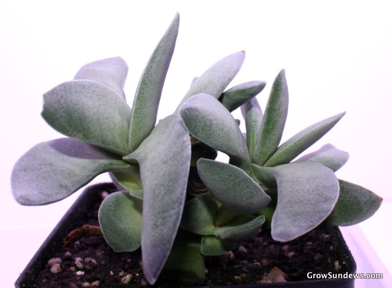 Crassula falcata