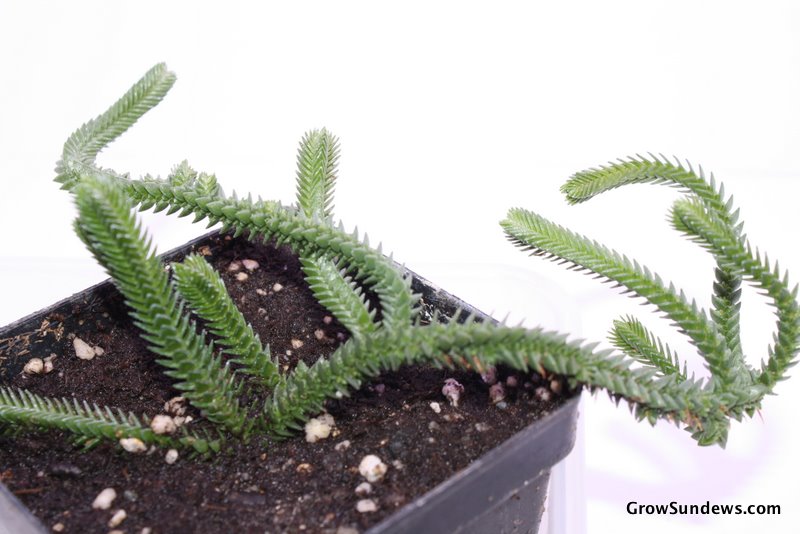 Crassula_lycopodioides