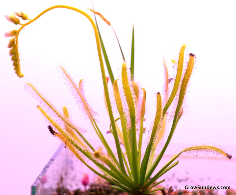Drosera capensis 'Albino'