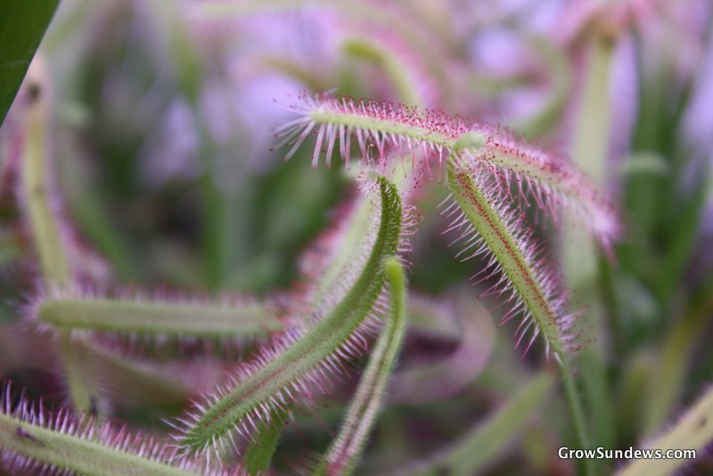 Drosera capensis 'Typical'