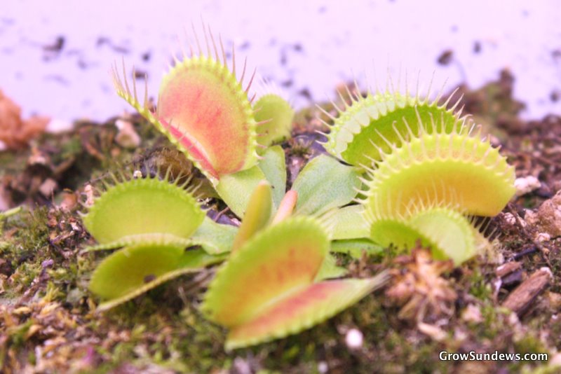 Dionaea muscipula