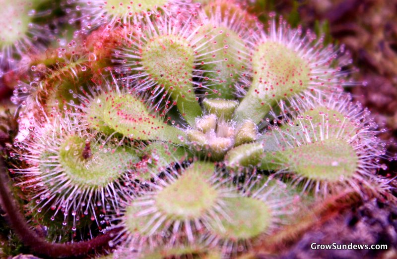 Drosera natalensis Chim Mtns