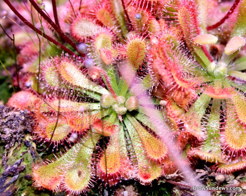 Drosera spatulata var. love
