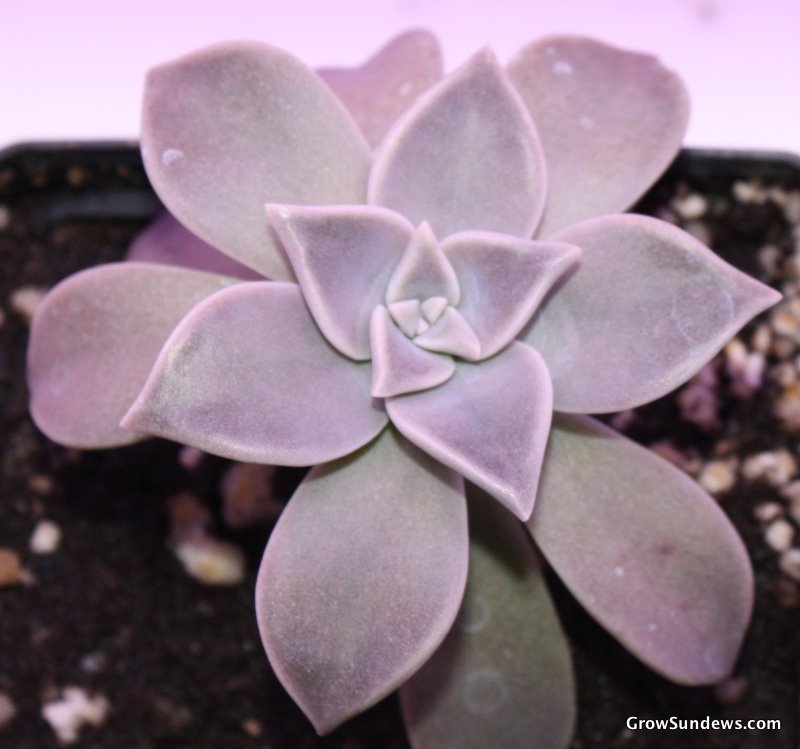 Graptopetalum paraguayense