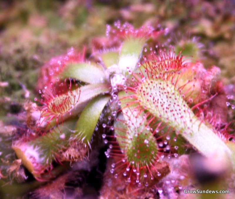 Drosera ?