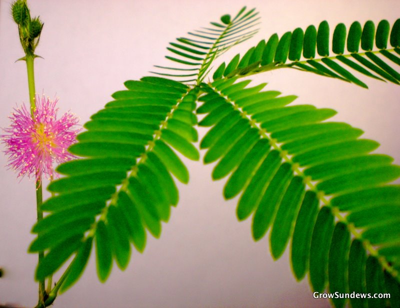 Mimosa pudica